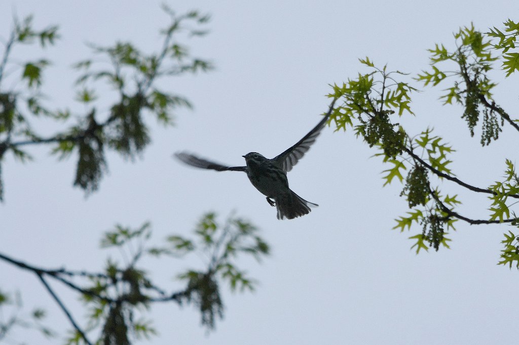 Warbler, Black-and-white, 2018-05061870 Mount Auburn Cemetery, MA.JPG - Black-and-white Warbler in flight. Mount Auburn Cemetery, MA, 5-6-2018